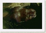 vydra mal�- Aonyx cinerea10 * 3002 x 2001 * (296KB)