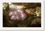 vydra mal�- Aonyx cinerea2 * 3135 x 2090 * (622KB)