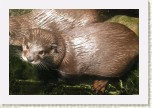 vydra mal�- Aonyx cinerea4 * 3207 x 2138 * (697KB)
