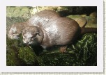 vydra mal�- Aonyx cinerea6 * 3099 x 2066 * (717KB)