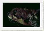 vydra mal�- Aonyx cinerea8 * 3133 x 2089 * (296KB)