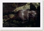 vydra mal�- Aonyx cinerea9 * 3133 x 2089 * (298KB)