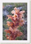 z�raza alsask�- Orobanche alsatica * 1969 x 2953 * (330KB)