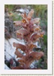 z�raza alsask�- Orobanche alsatica1 * 2133 x 3199 * (354KB)