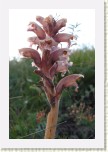 z�raza alsask�- Orobanche alsatica2 * 2124 x 3186 * (351KB)