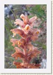 z�raza alsask�- Orobanche alsatica3 * 2061 x 3092 * (361KB)