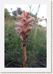 z�raza alsask�- Orobanche alsatica4 * 1992 x 2988 * (326KB)
