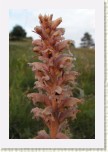 z�raza alsask�- Orobanche alsatica5 * 2121 x 3182 * (328KB)