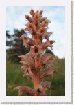 z�raza alsask�- Orobanche alsatica6 * 2065 x 3098 * (306KB)