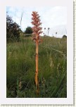 z�raza alsask�- Orobanche alsatica7 * 2052 x 3078 * (512KB)