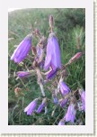 zvonek sibi�sk�- Campanula sibirica * 2065 x 3098 * (477KB)