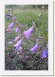 zvonek sibi�sk�- Campanula sibirica1 * 1971 x 2956 * (482KB)